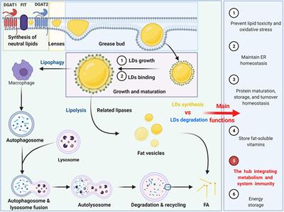 Lipid Droplets, the Central Hub Integrating Cell Metabolism and the Immune System